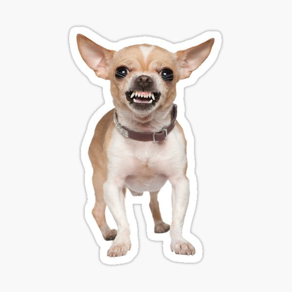 Мемы с собаками