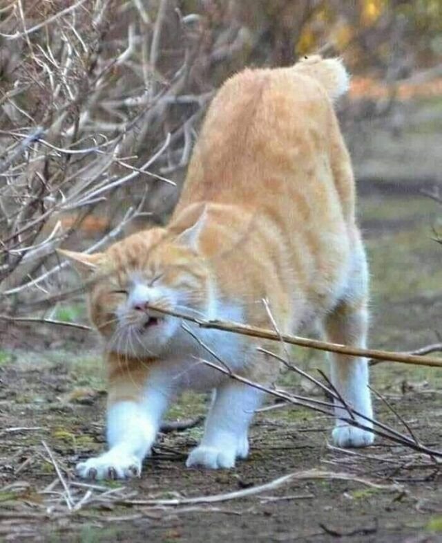 Кот на ручках