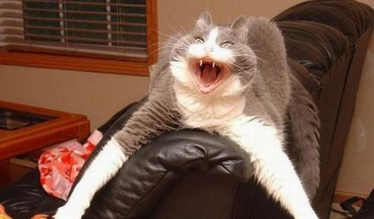 Смешной кот