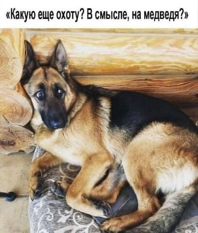 Овчарка Мем