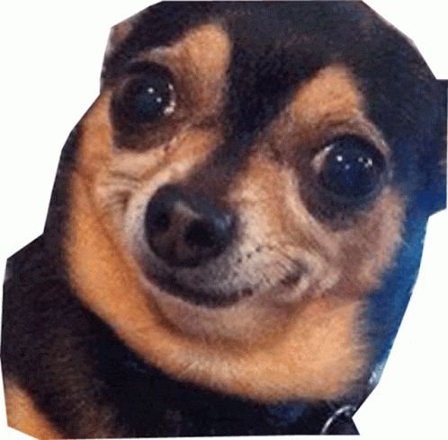 Упоротый щенок