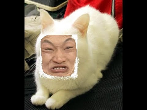 Смешной кот с лицом человека