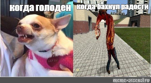 Злая собака чихуахуа Упоротая