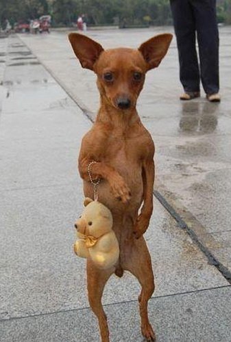 Той терьер рыжий