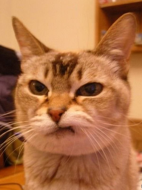 Нервный кот
