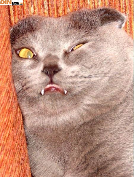 Помятый кот