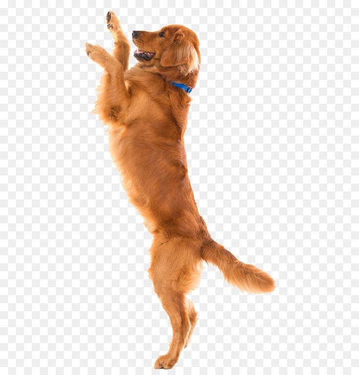 Собаки натзадних лапах