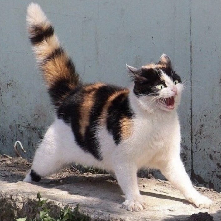 Нервный кот