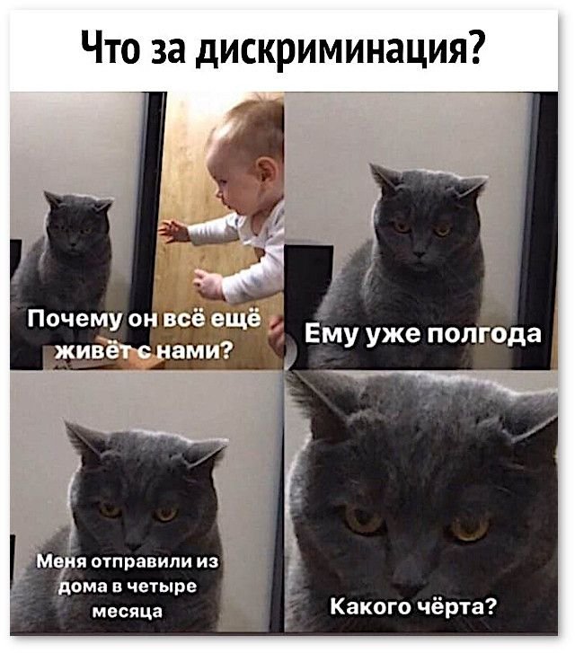 Мем про котов и детей