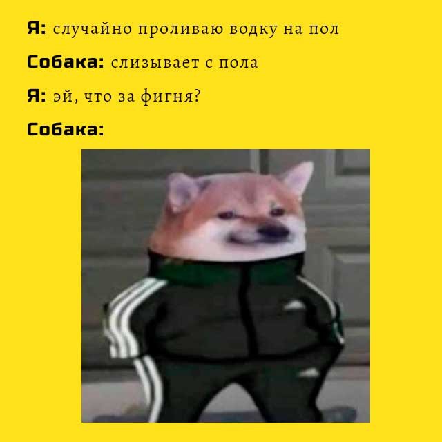Пес в костюме адидас Мем