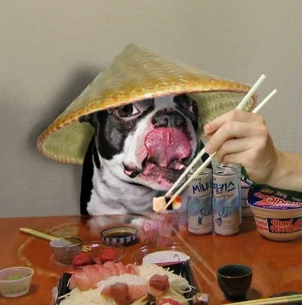 Собака с роллами