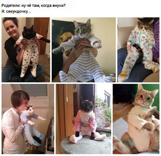 Мемы котики и родители