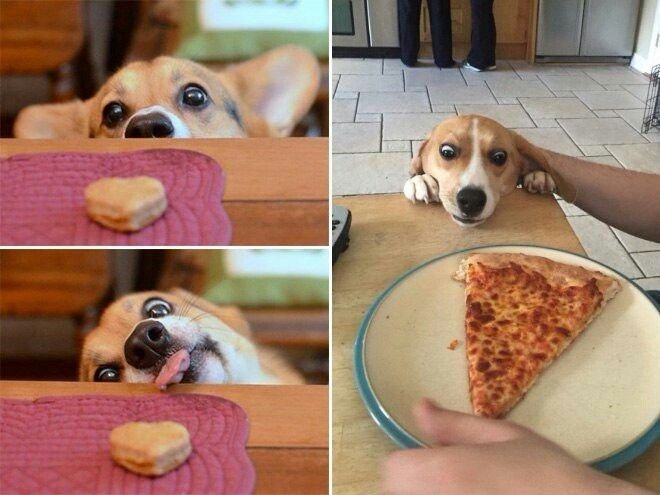 Печенье для собак