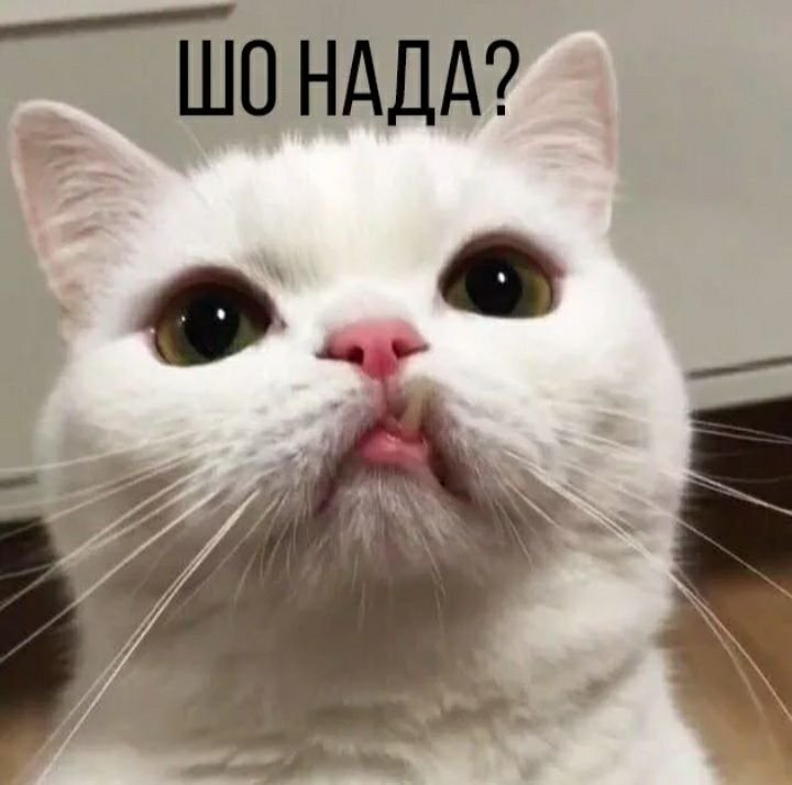 Пикчи с котиками смешные