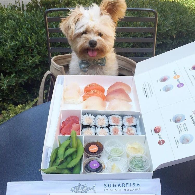 Собачьи роллы