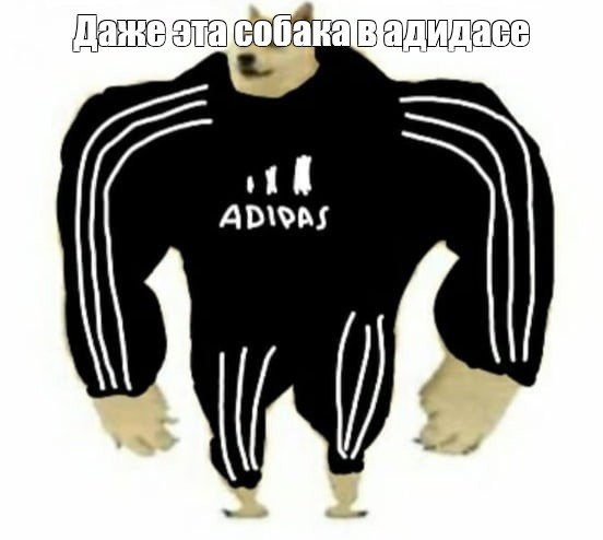 Звери в адидасе