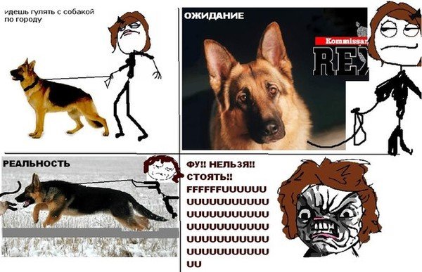 Мемы с собаками