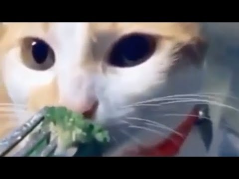 Коты и брокколи