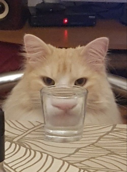 Кот в стакане