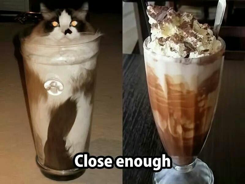 Кот с коктейлем