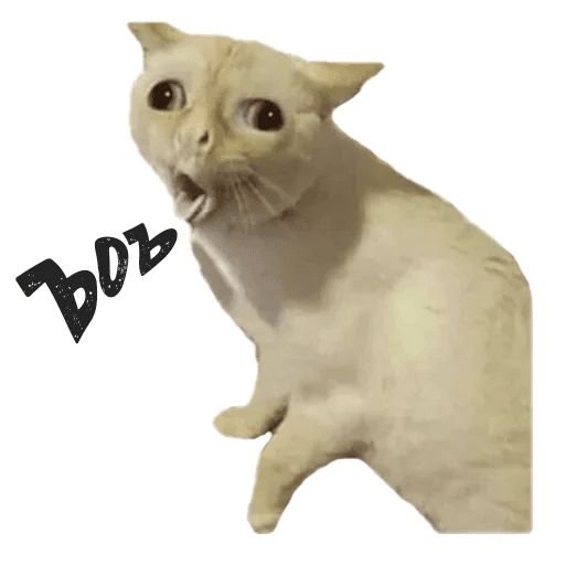 Мемы с котами для стикеров