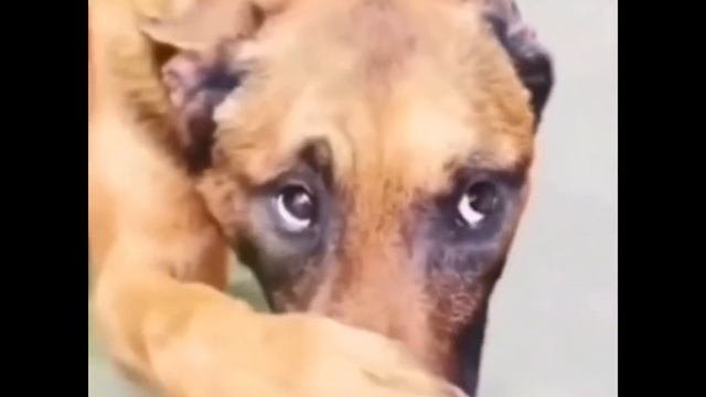 Собака прикрывает нос лапой