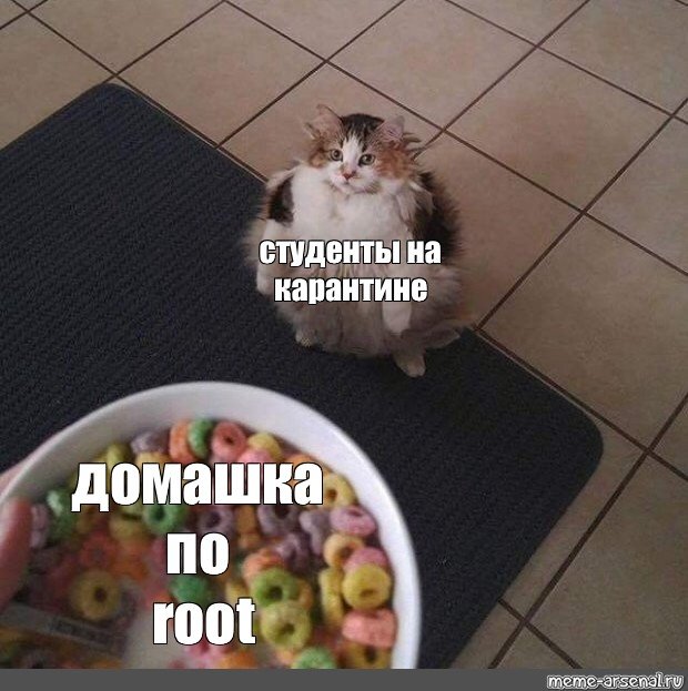 Кот студент