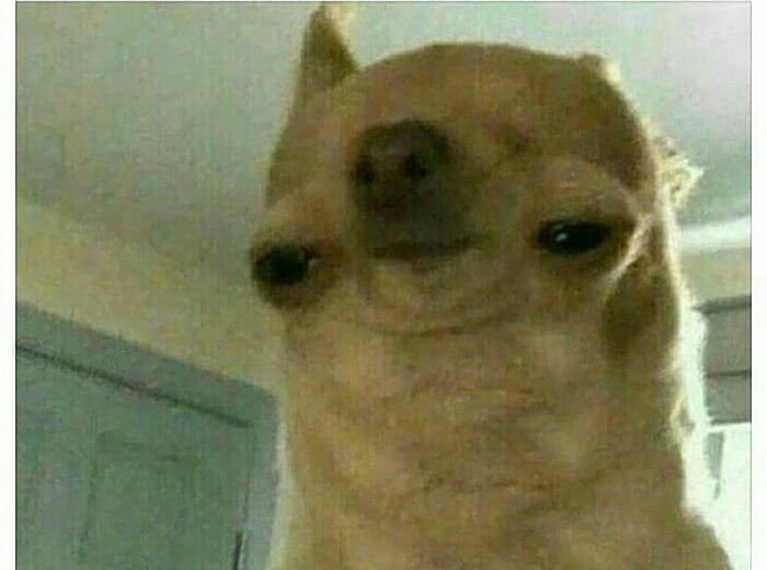 Мемы животные