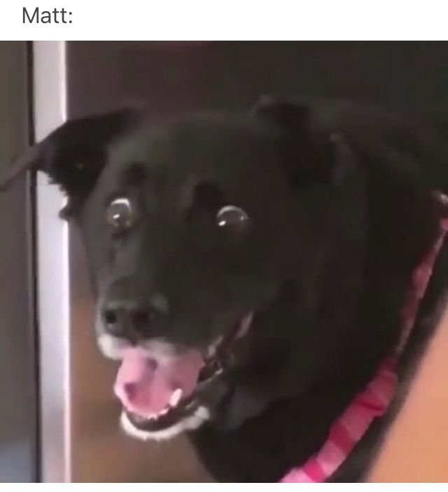 Собака удивление