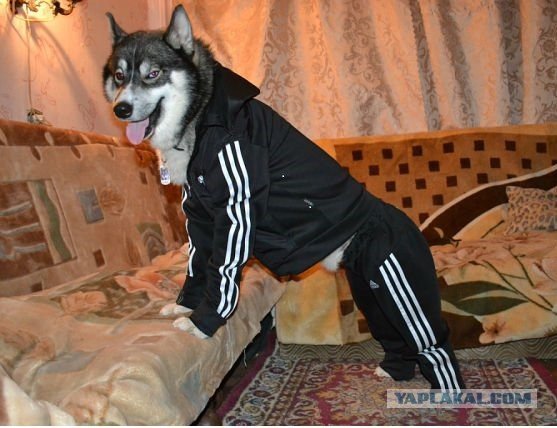 Пес в костюме адидас