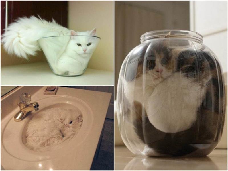 Котик в банке