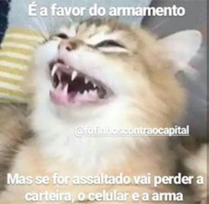 Истеричный крик кот