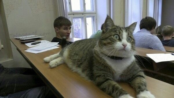Котик в университете