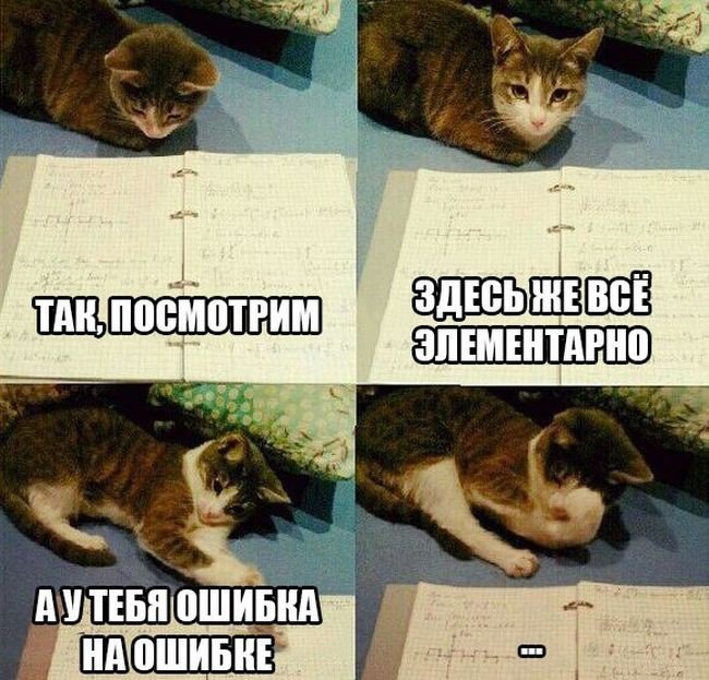 Коты мемы студенты