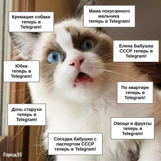 Теперь в телеграм Мем