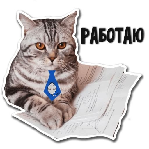 Стикеры с котами в телеграмме