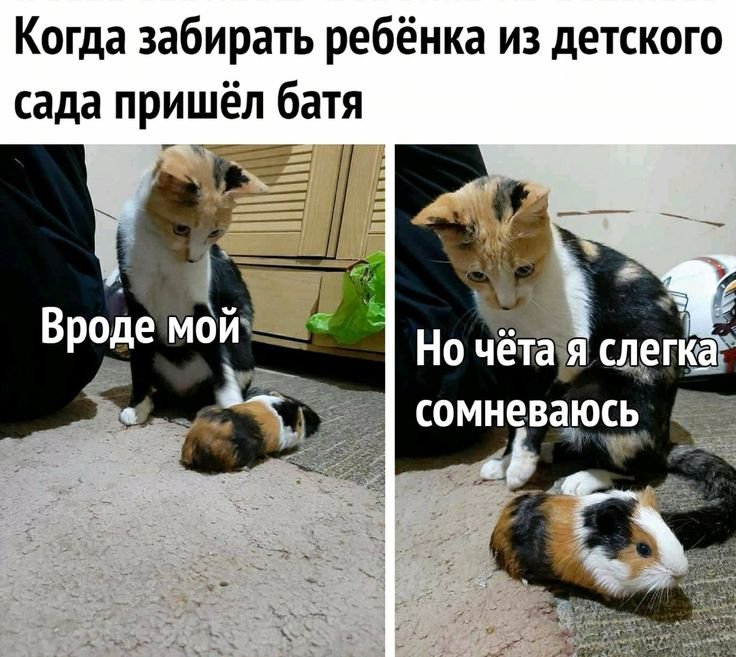 Мемы с котами для детей