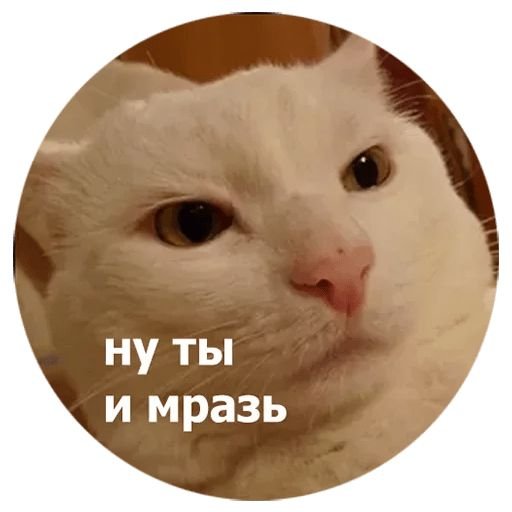 Стикер Кусь