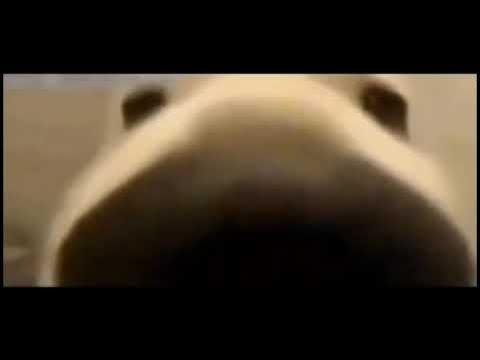 Собака носом в камеру Мем