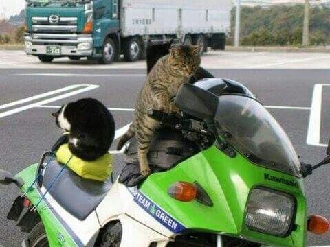 Кот мотоциклист