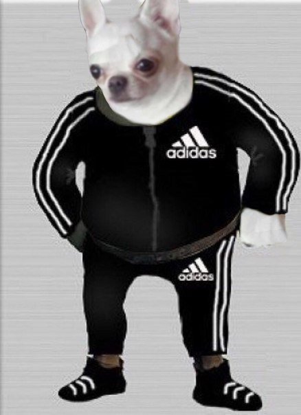 Собака в адидасе