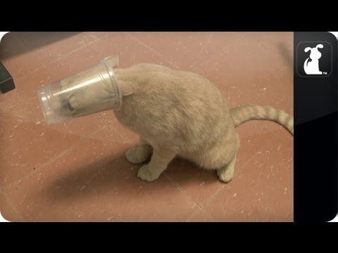 Кот застрял