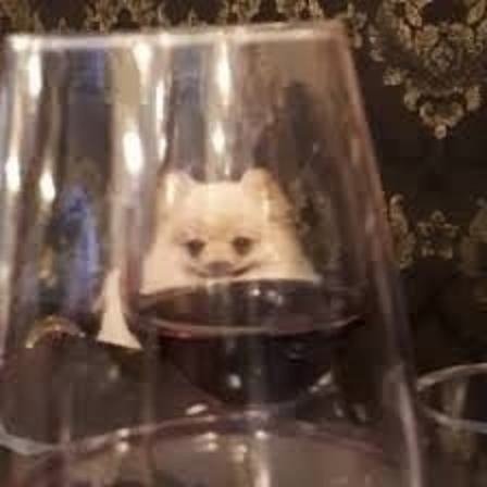 Кот с бокалом Мем