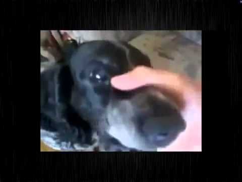 Собака бэбэбэ