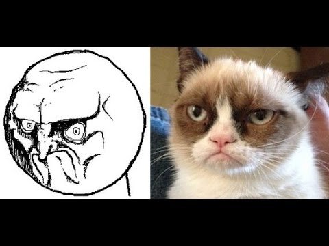 Мемы с котиками