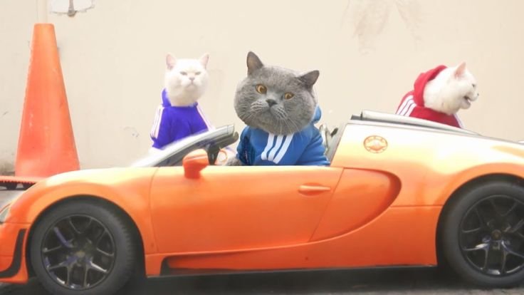 Кот на гоночной машине