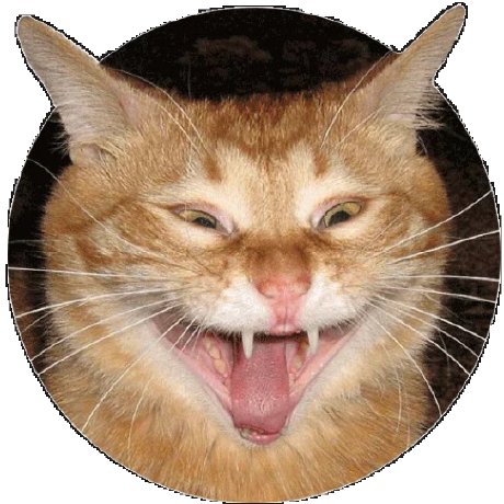 Кот смеется