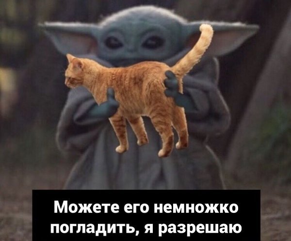 Смотрите какой у меня кот