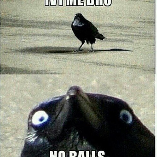 Мемы с вороной