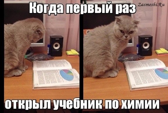 Мемы с котиками про учебу